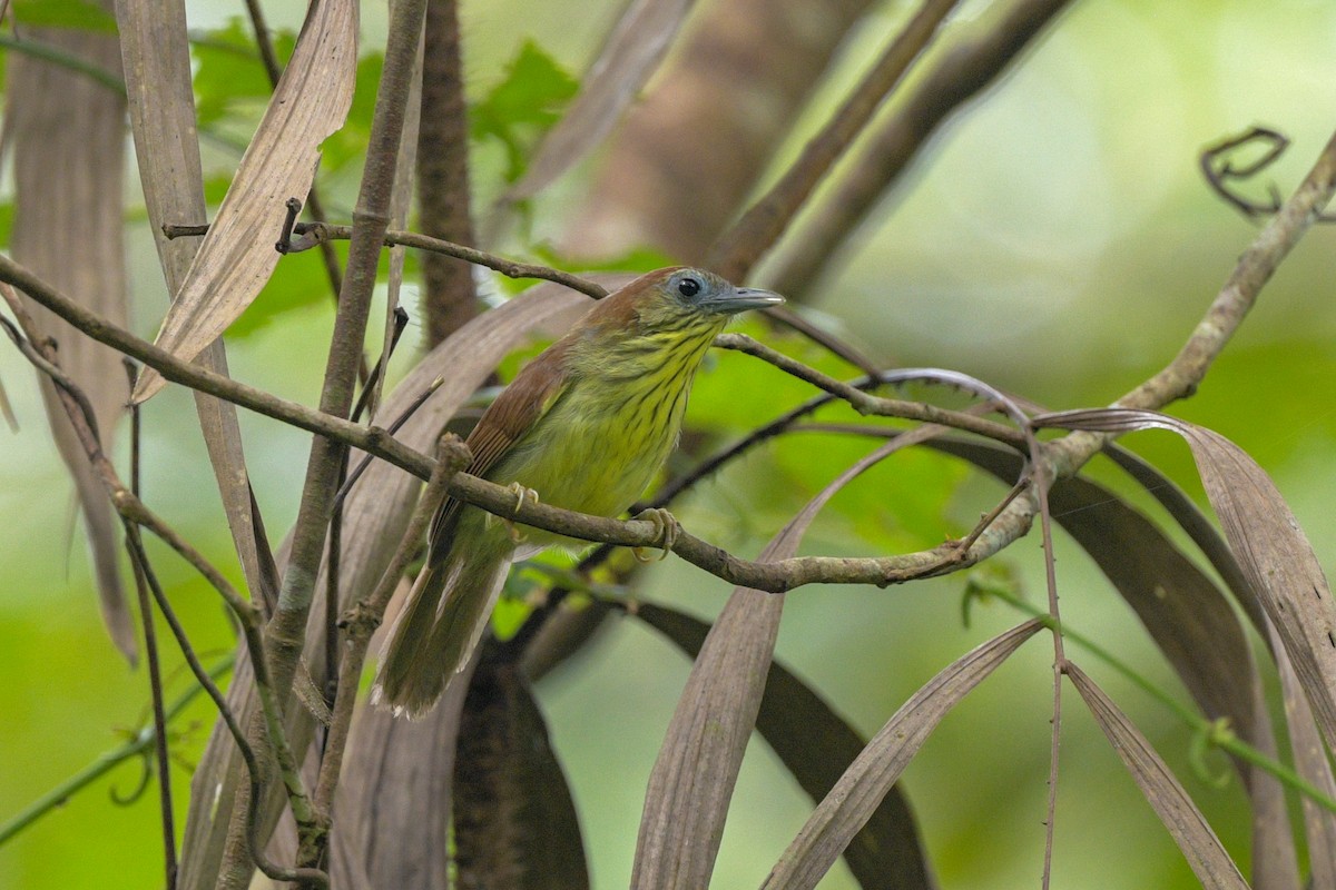 Pin-striped Tit-Babbler - ML642643515