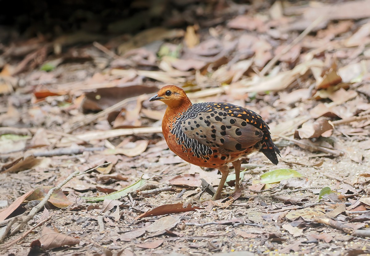 Ferruginous Partridge - ML642643516