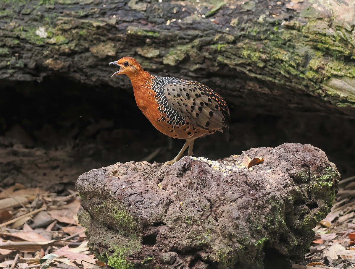 Ferruginous Partridge - ML642643517
