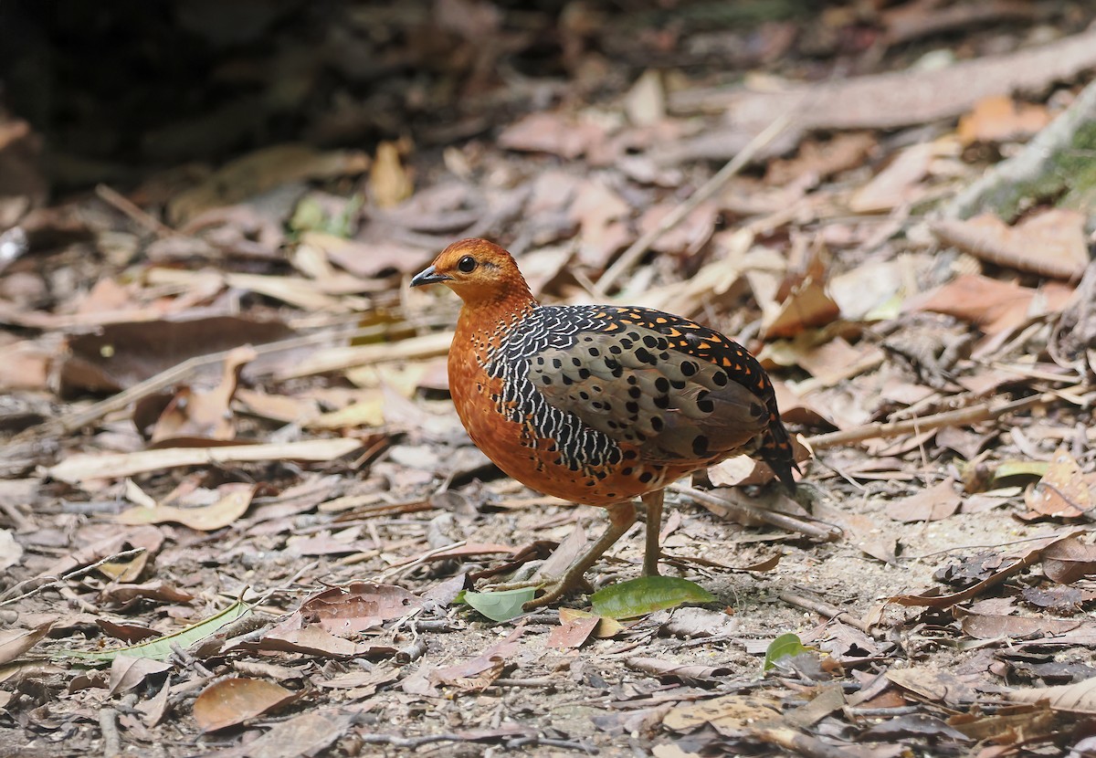 Ferruginous Partridge - ML642643518