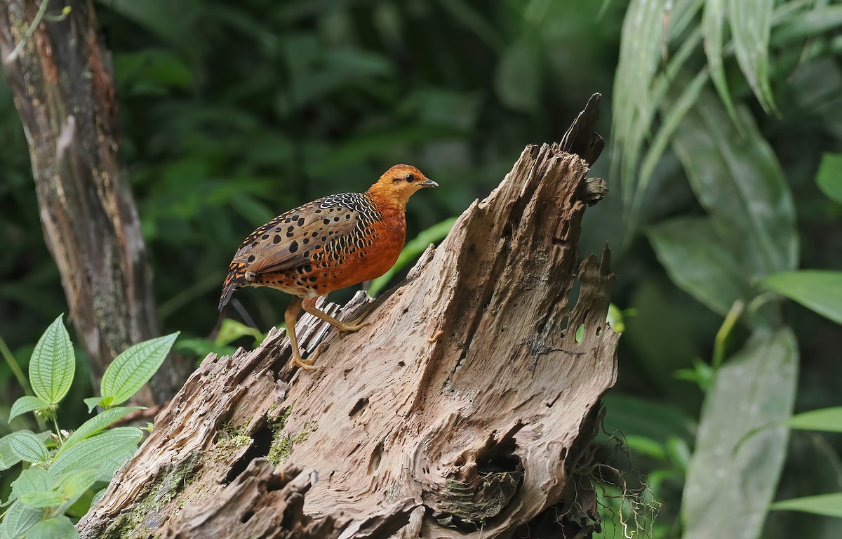 Ferruginous Partridge - ML642643519