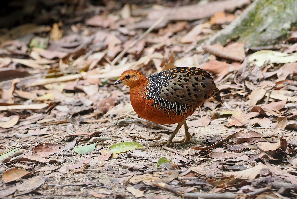 Ferruginous Partridge - ML642643520
