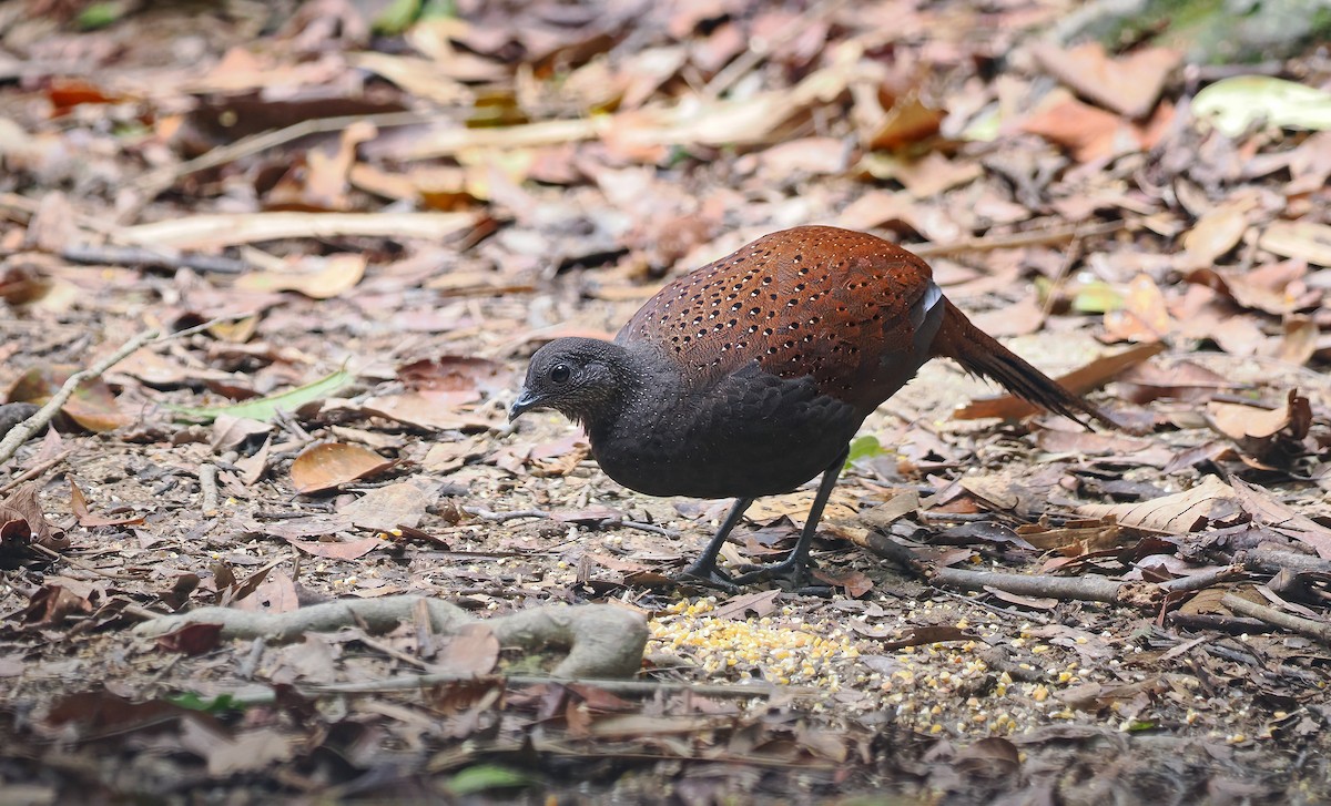 Mountain Peacock-Pheasant - ML642643527