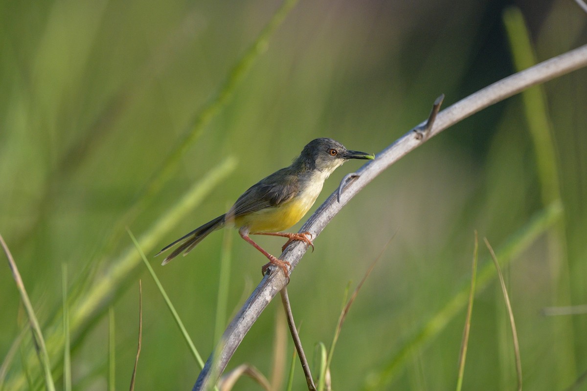 Yellow-bellied Prinia - ML642643530