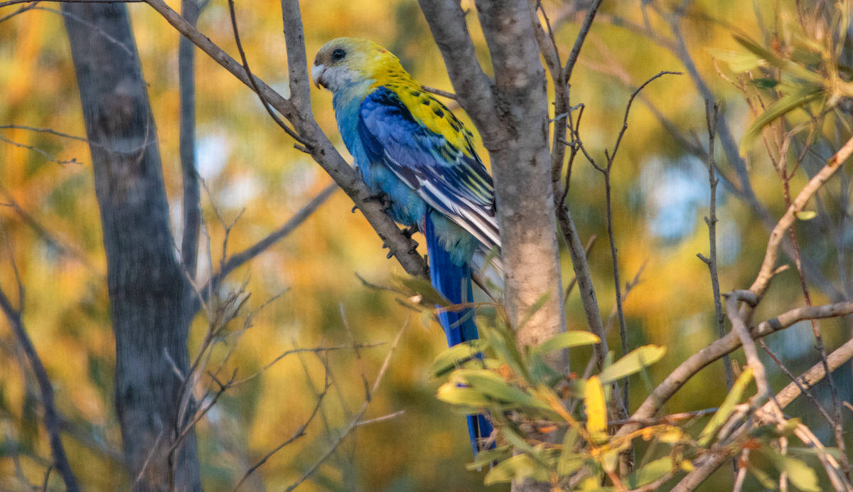 Pale-headed Rosella - ML642643532