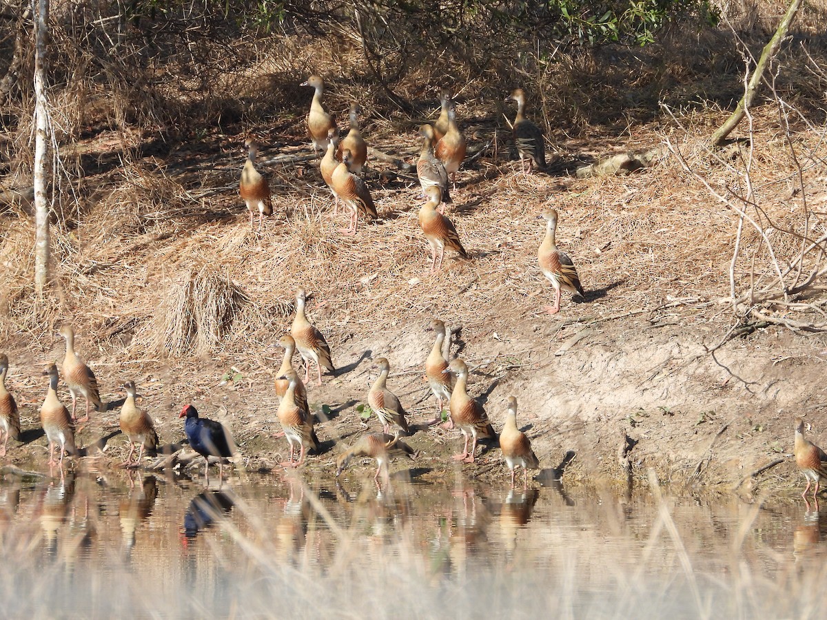Plumed Whistling-Duck - ML642643533