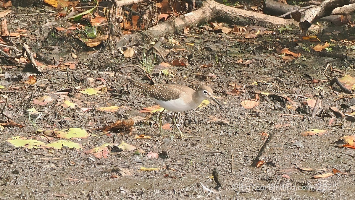 eremittsnipe - ML642643536