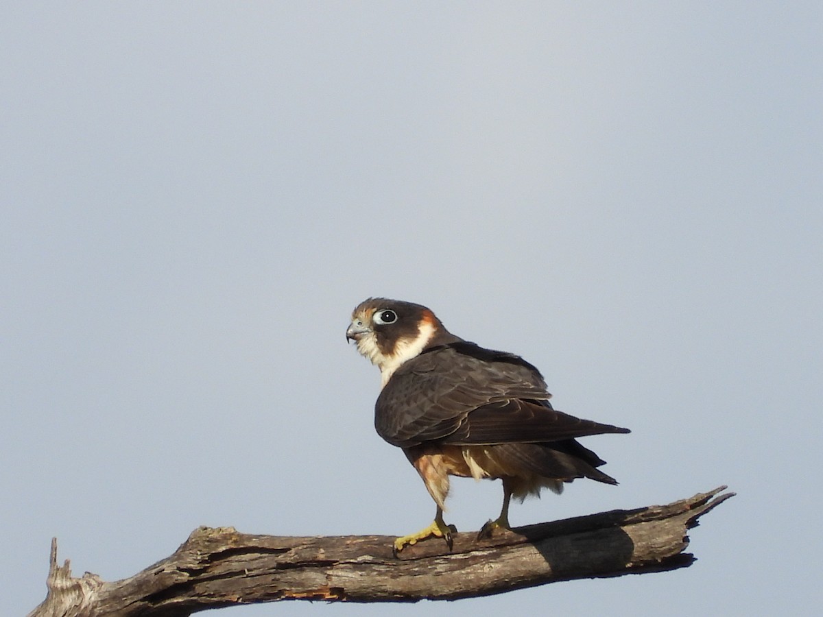 Australian Hobby - ML642643553
