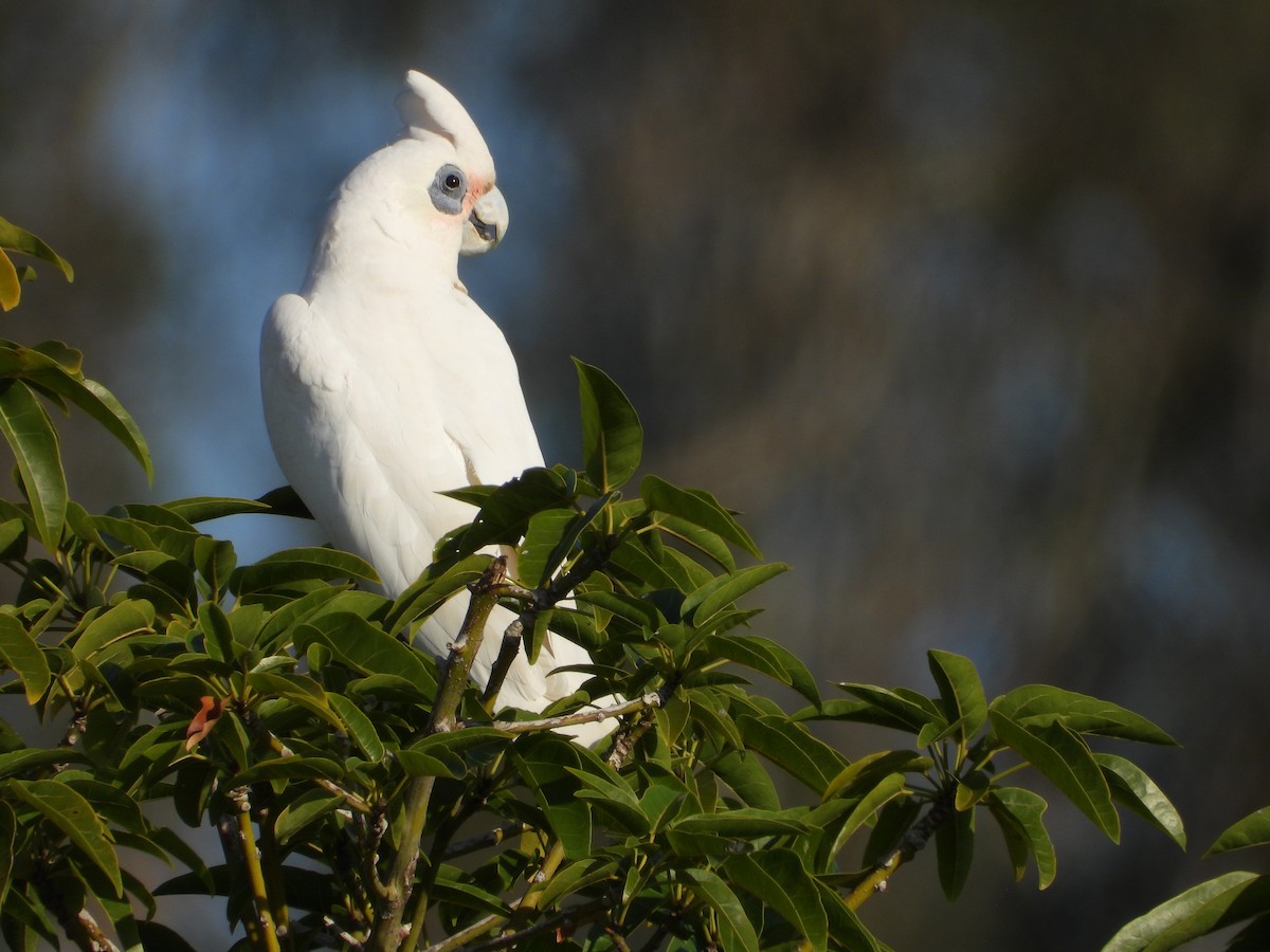 Little Corella - ML642643559