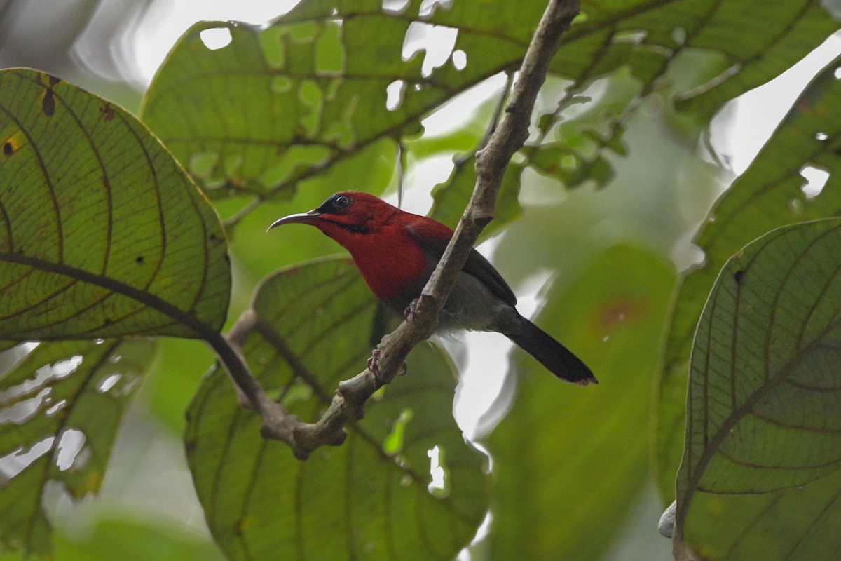 Crimson Sunbird - ML642643562