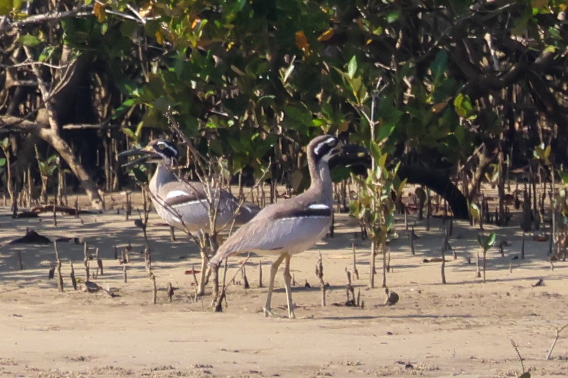 Beach Thick-knee - ML642643565