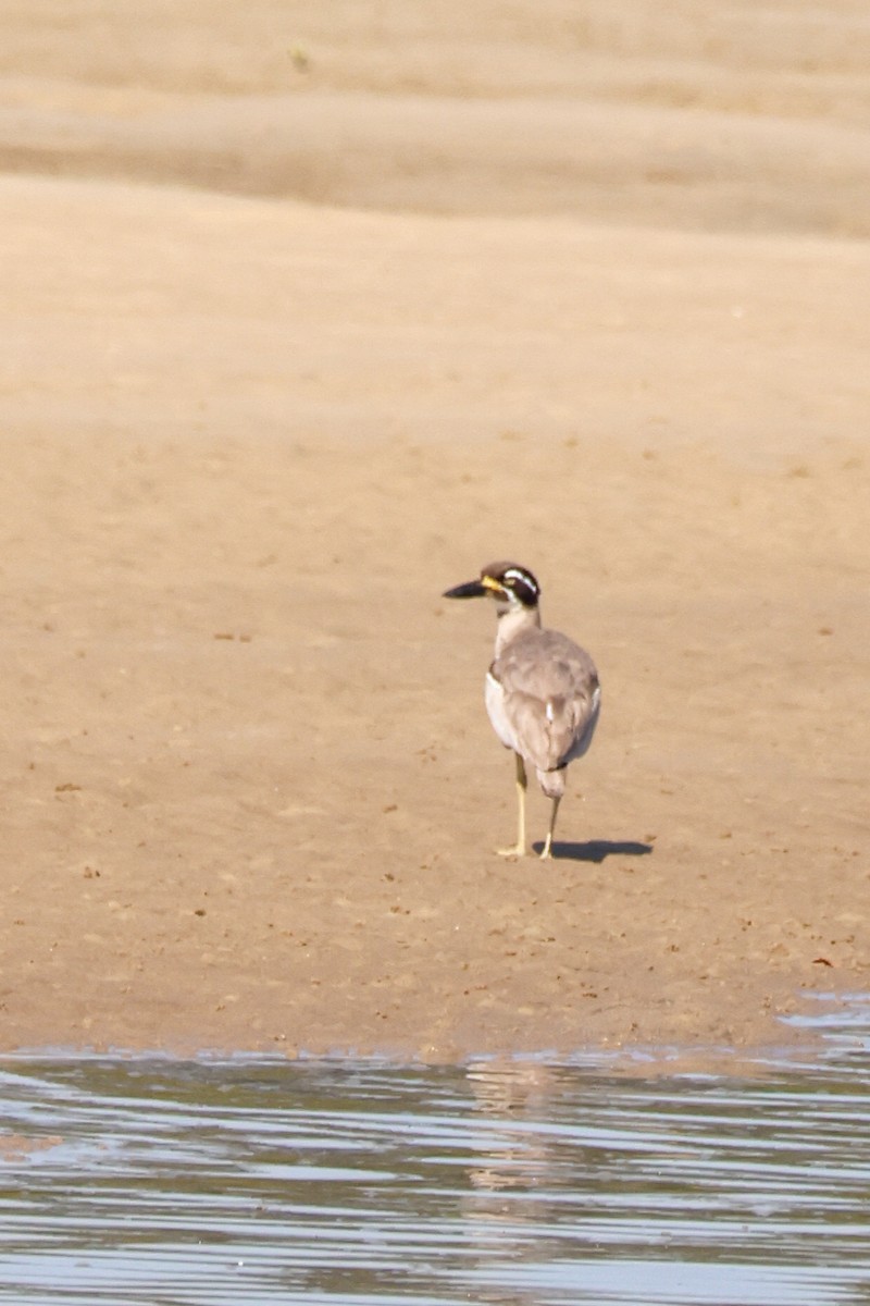 Beach Thick-knee - ML642643566
