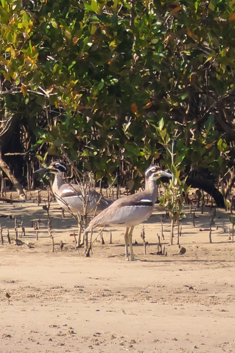 Beach Thick-knee - ML642643567