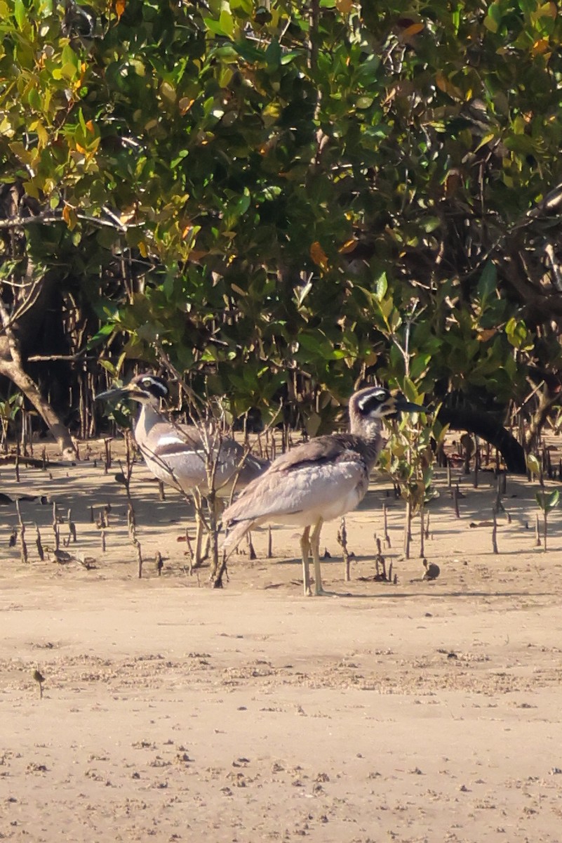 Beach Thick-knee - ML642643568