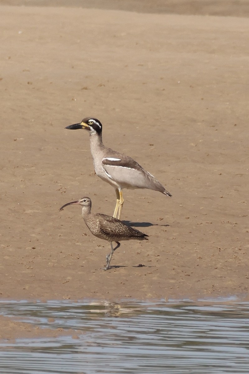 Beach Thick-knee - ML642643569