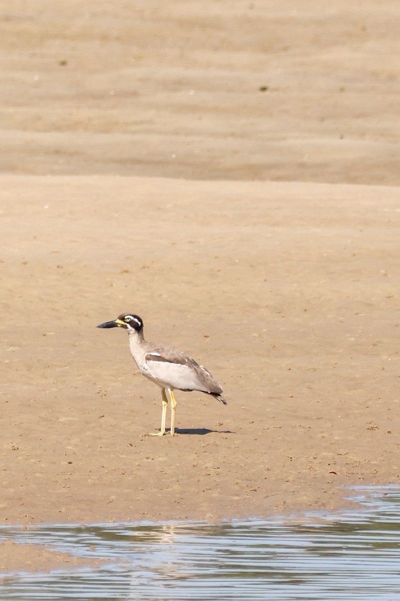 Beach Thick-knee - ML642643570