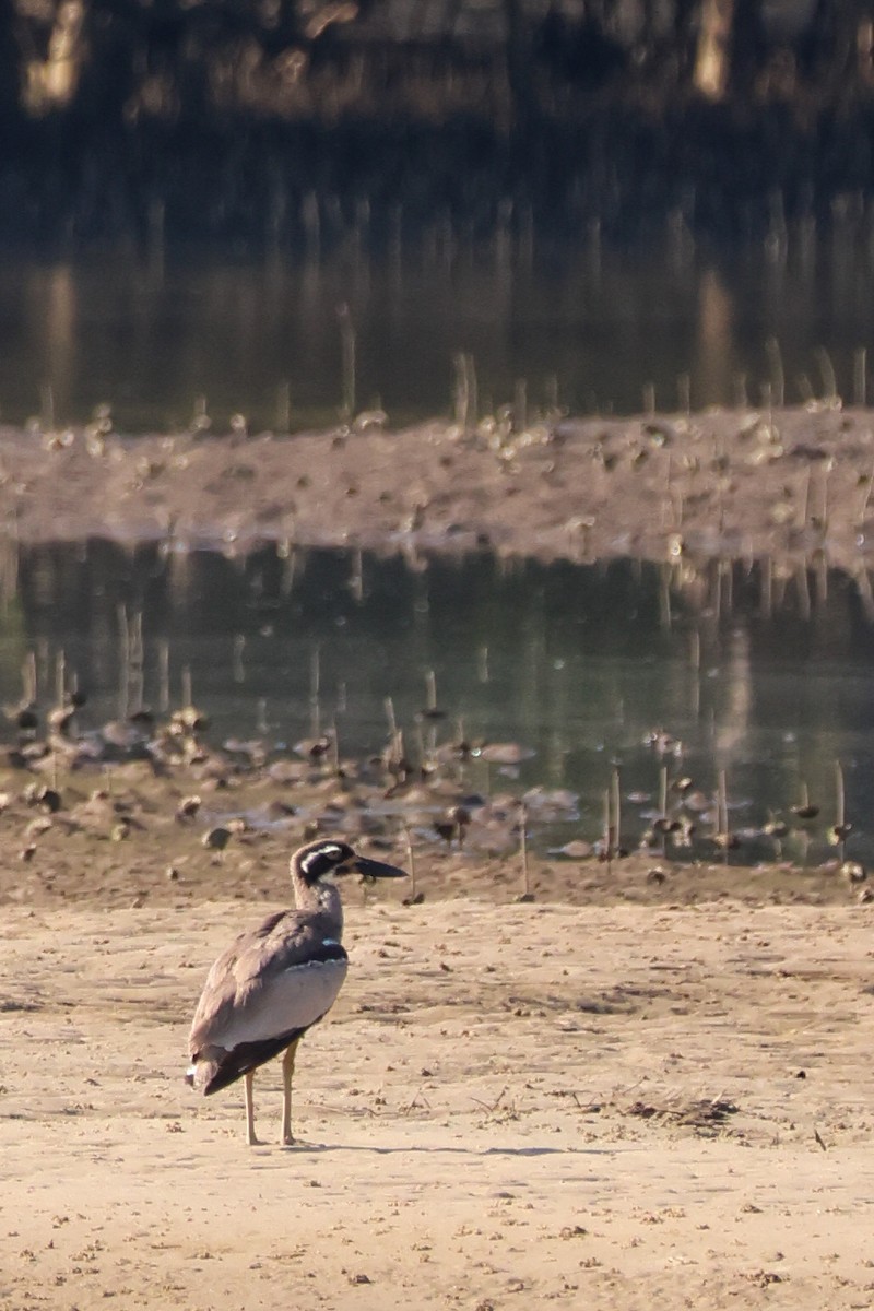 Beach Thick-knee - ML642643571