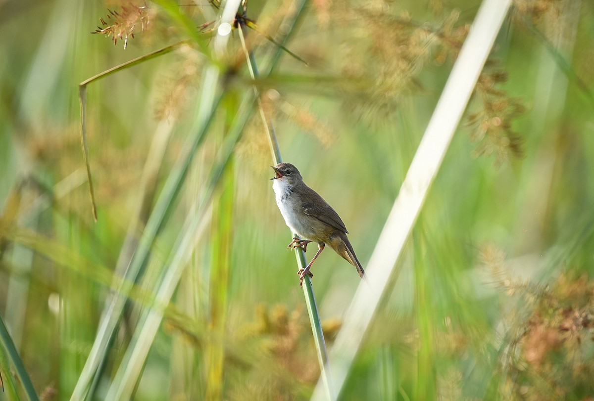 Mégalure caqueteuse - ML642643574