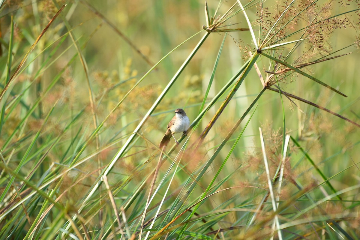 Mégalure caqueteuse - ML642643575