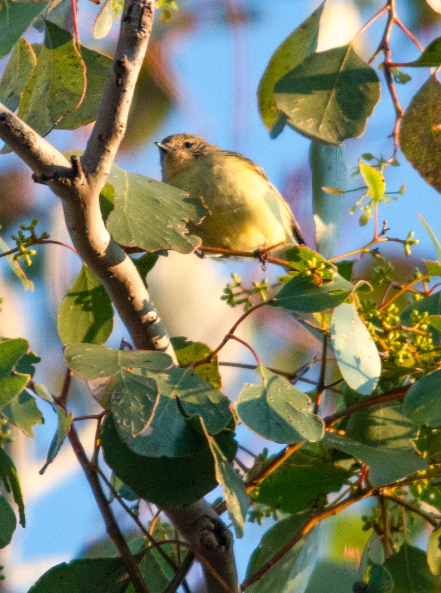 Yellow Thornbill - ML642643576