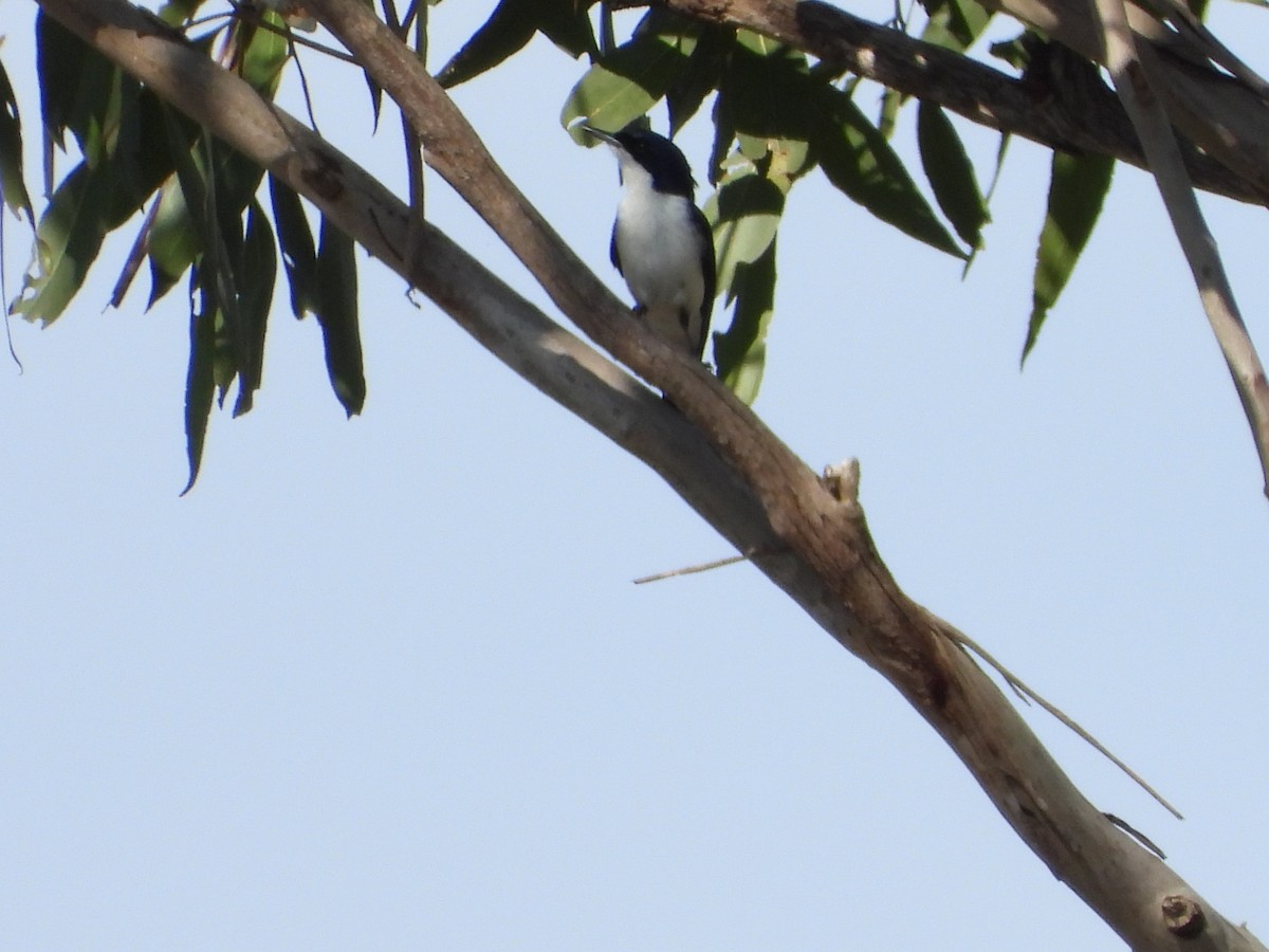 Restless Flycatcher - ML642643580