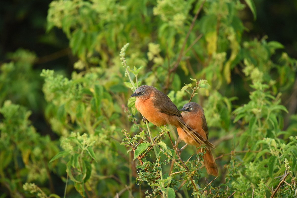 Rufous Chatterer - ML642643581