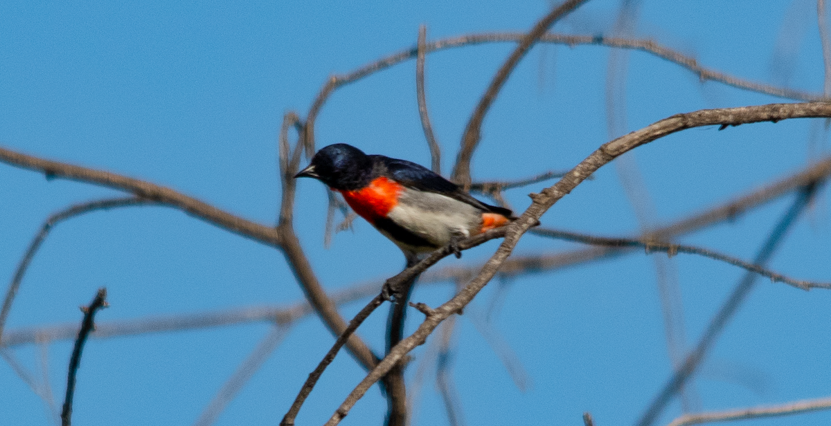 Mistletoebird - ML642643583