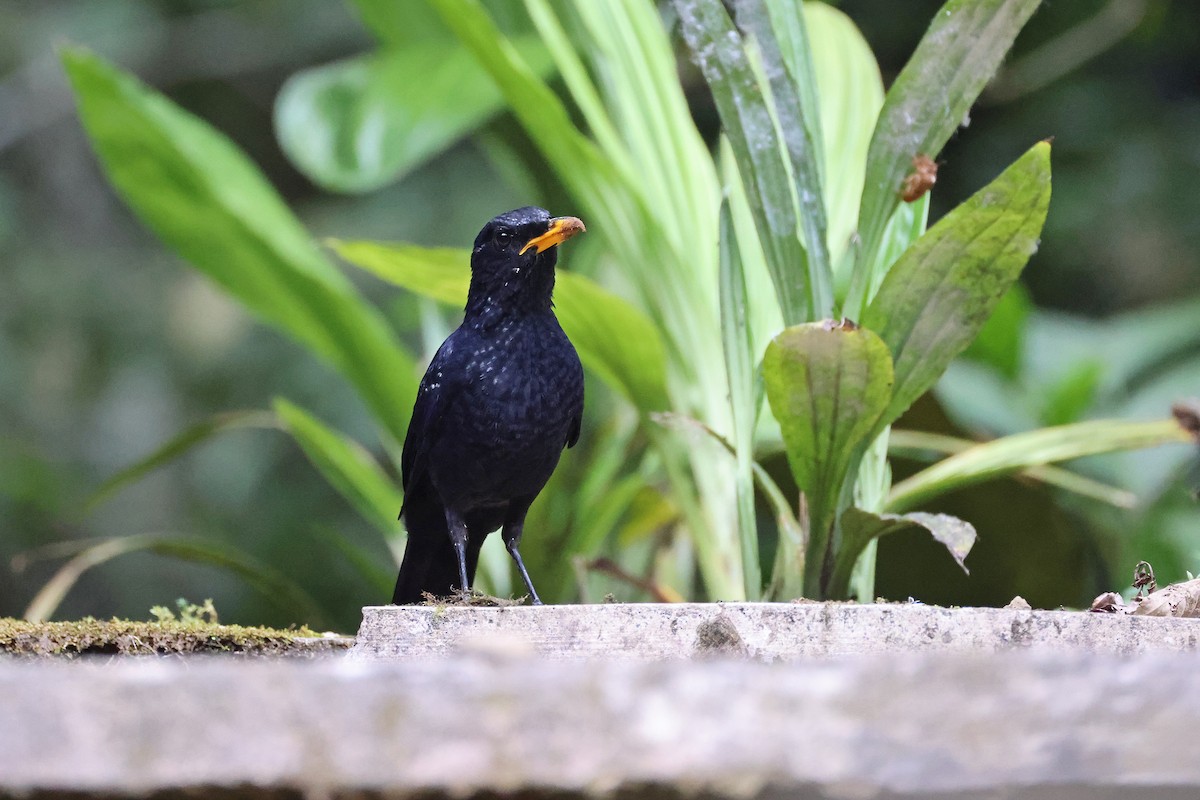 Blue Whistling-Thrush (Yellow-billed) - ML642643590