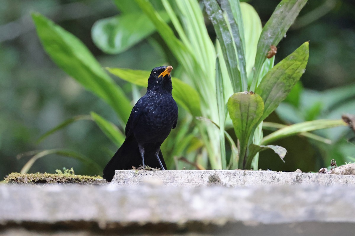 Blue Whistling-Thrush (Yellow-billed) - ML642643591