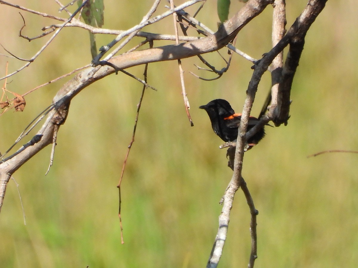 Red-backed Fairywren - ML642643593