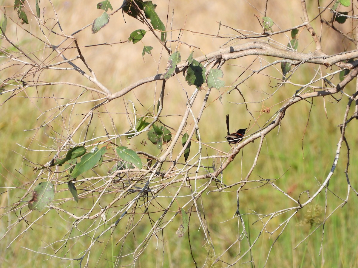 Red-backed Fairywren - ML642643594