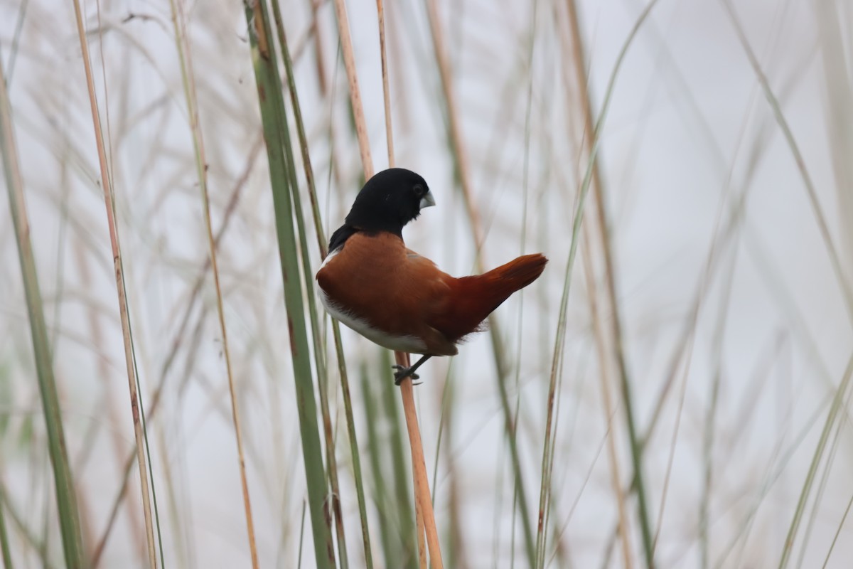 Tricolored Munia - ML642643595