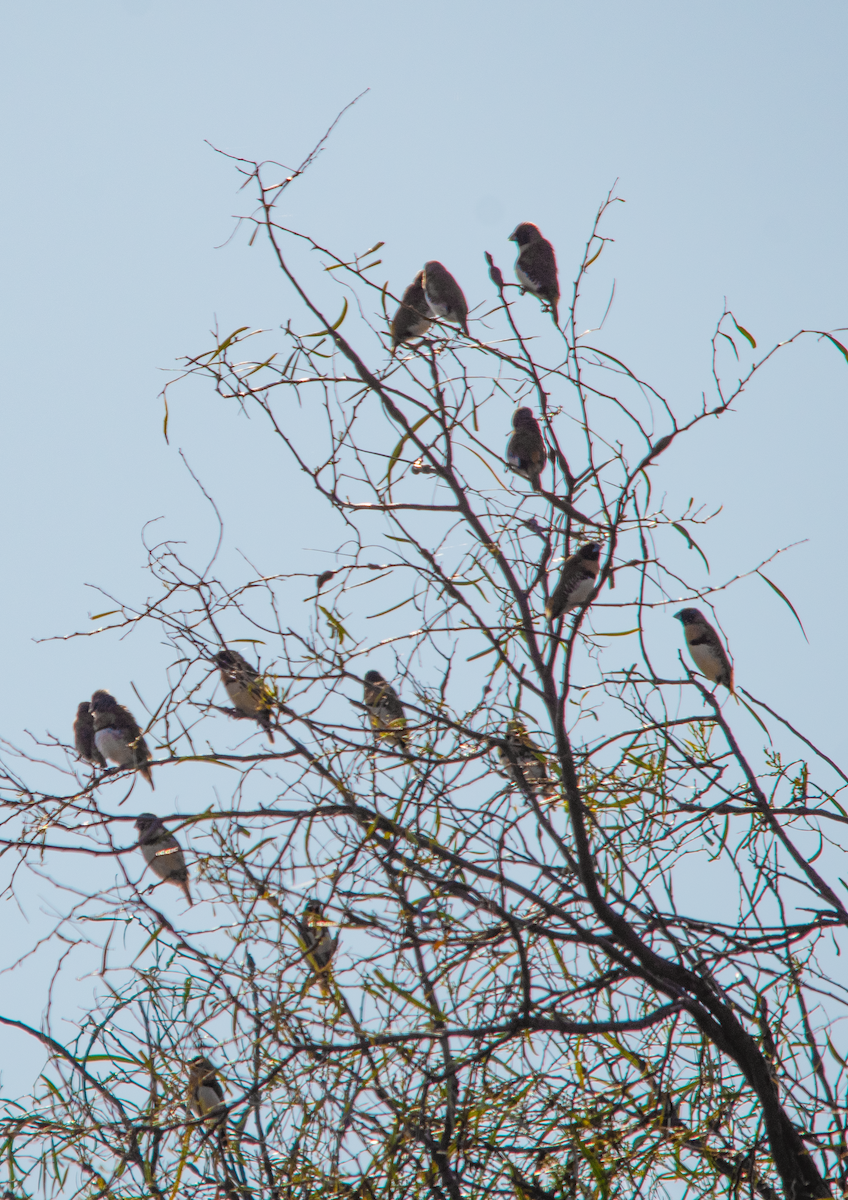 Chestnut-breasted Munia - ML642643596