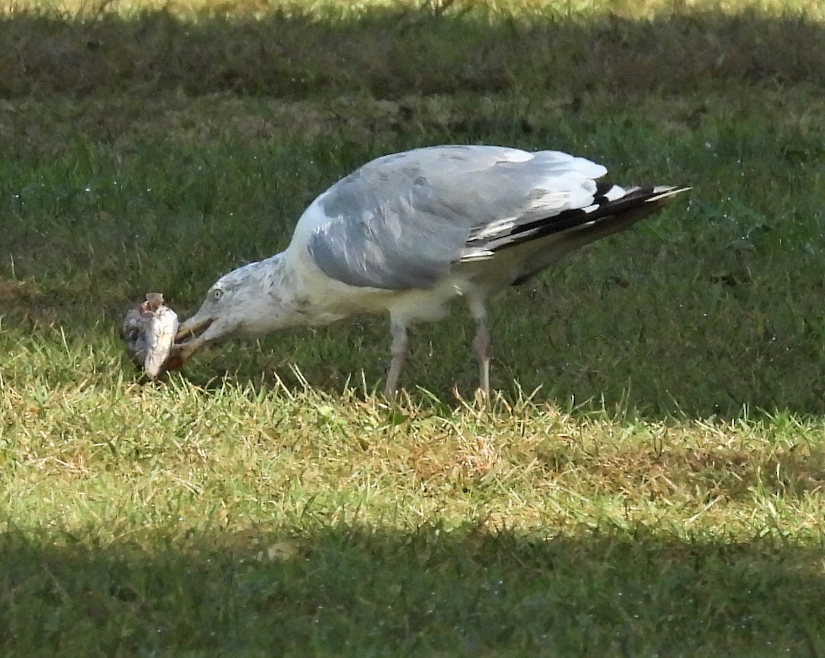 American Herring Gull - ML642643606