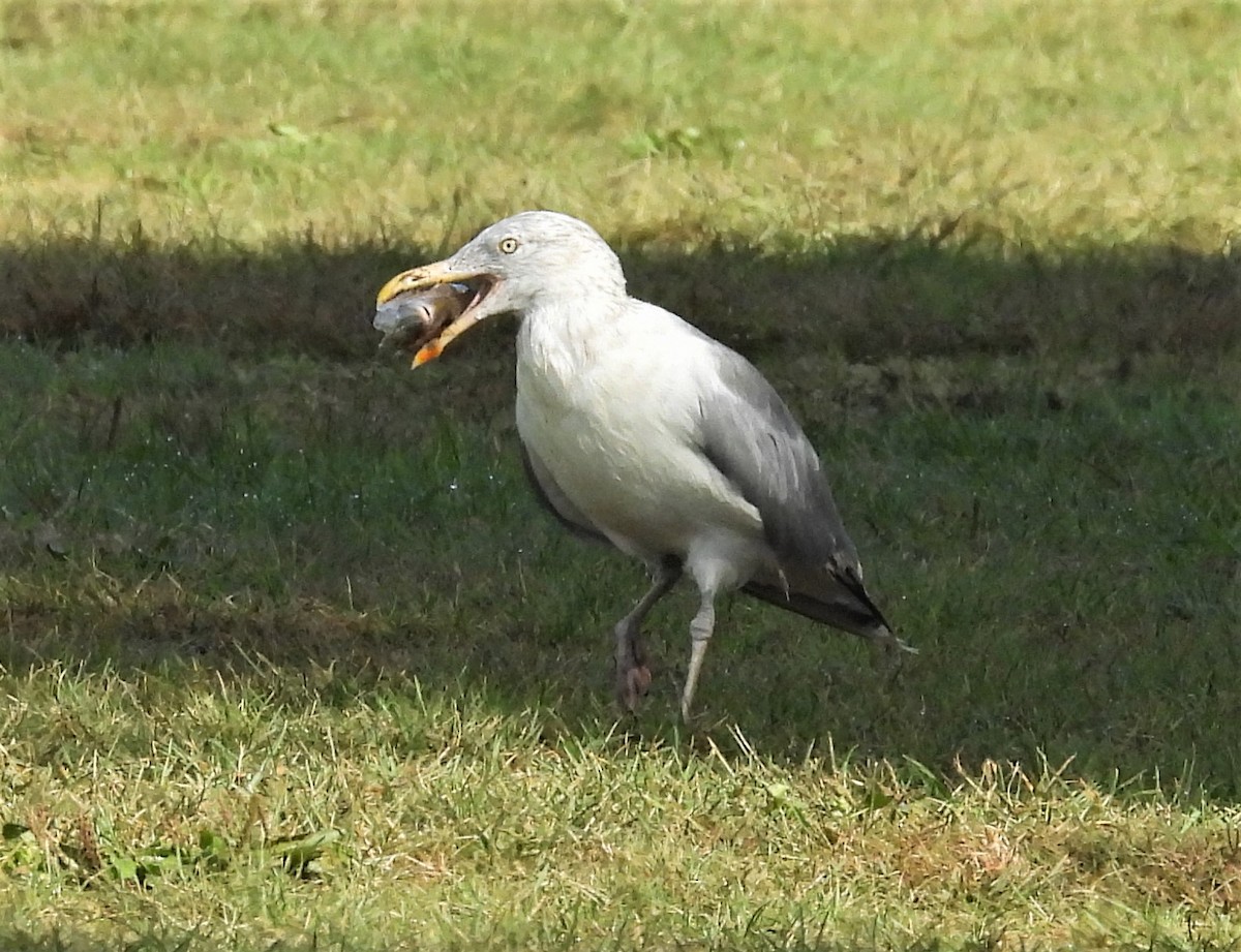 American Herring Gull - ML642643607