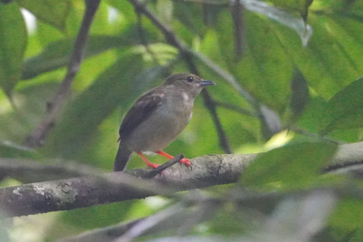 hvitskjeggmanakin - ML642643610