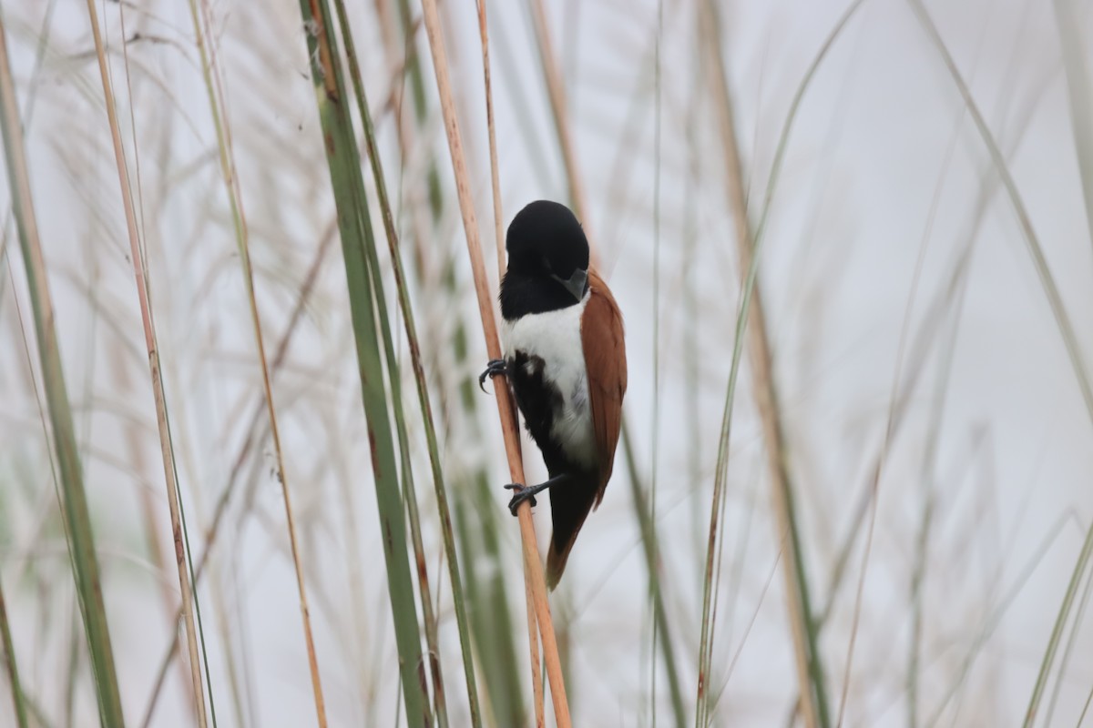 Tricolored Munia - ML642643614