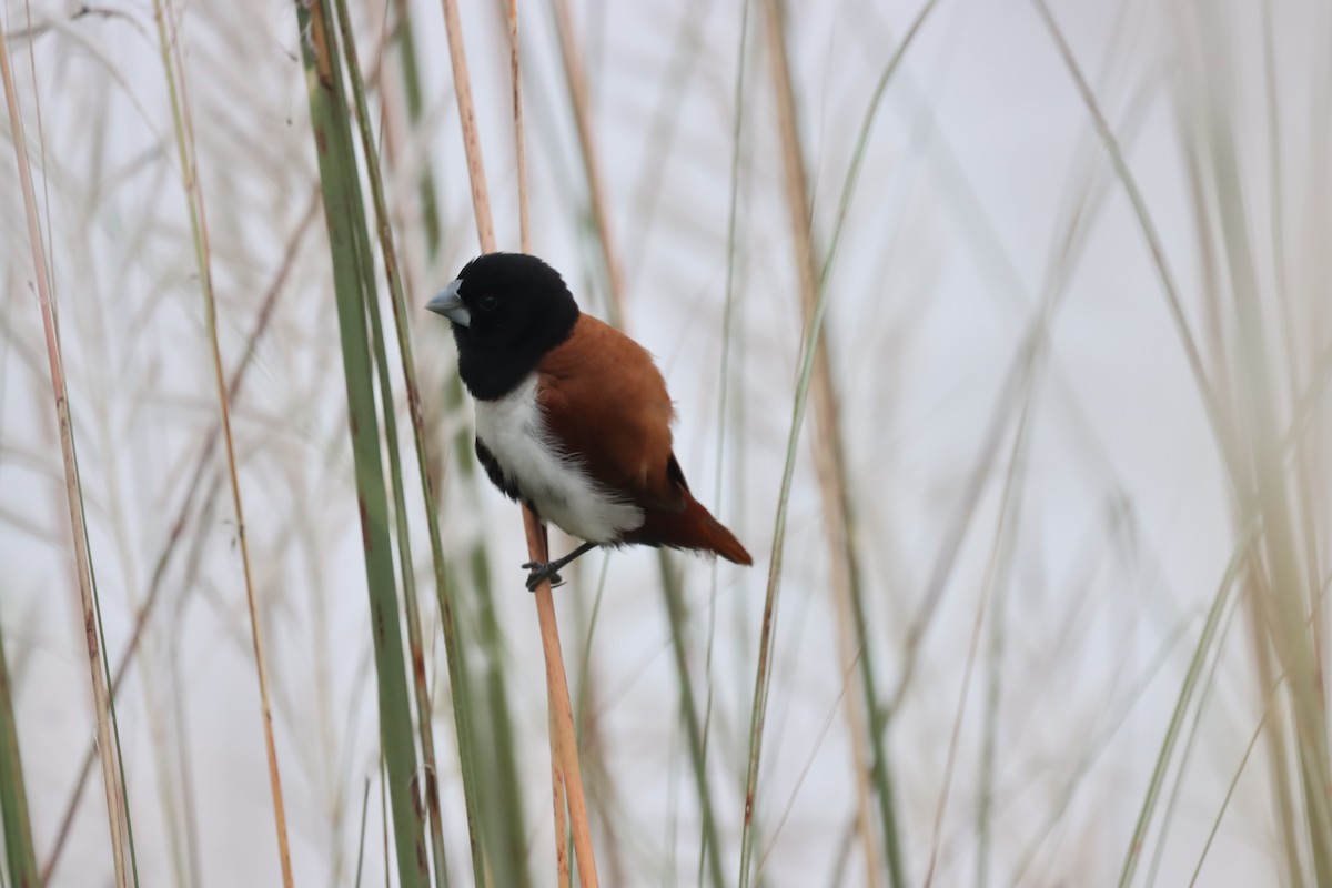 Tricolored Munia - ML642643615