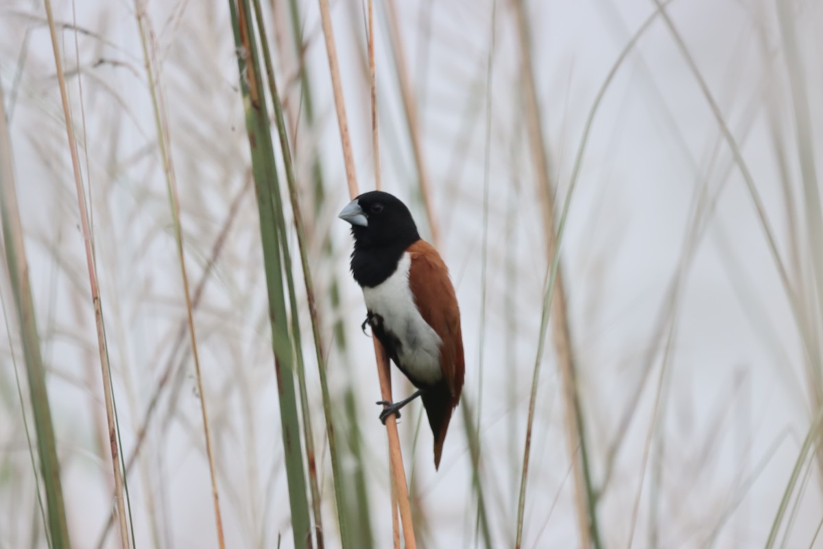 Tricolored Munia - ML642643616