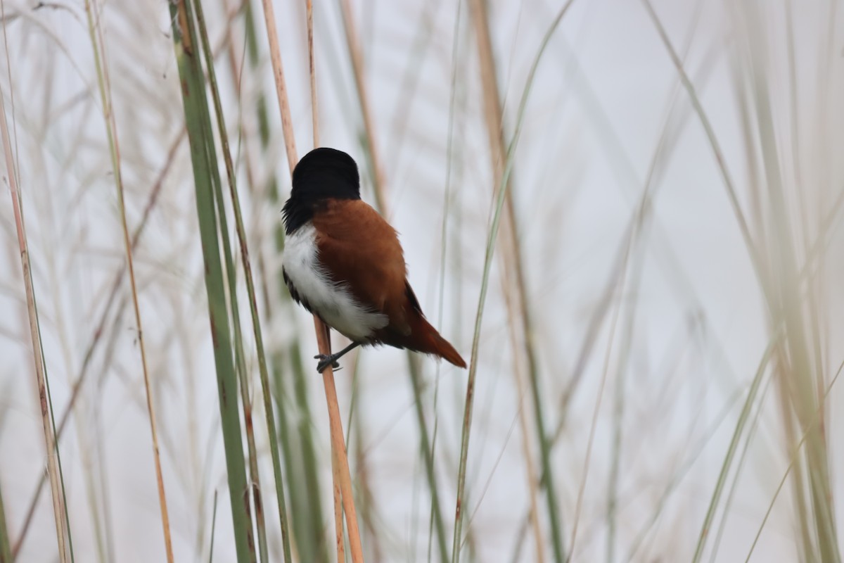 Tricolored Munia - ML642643617