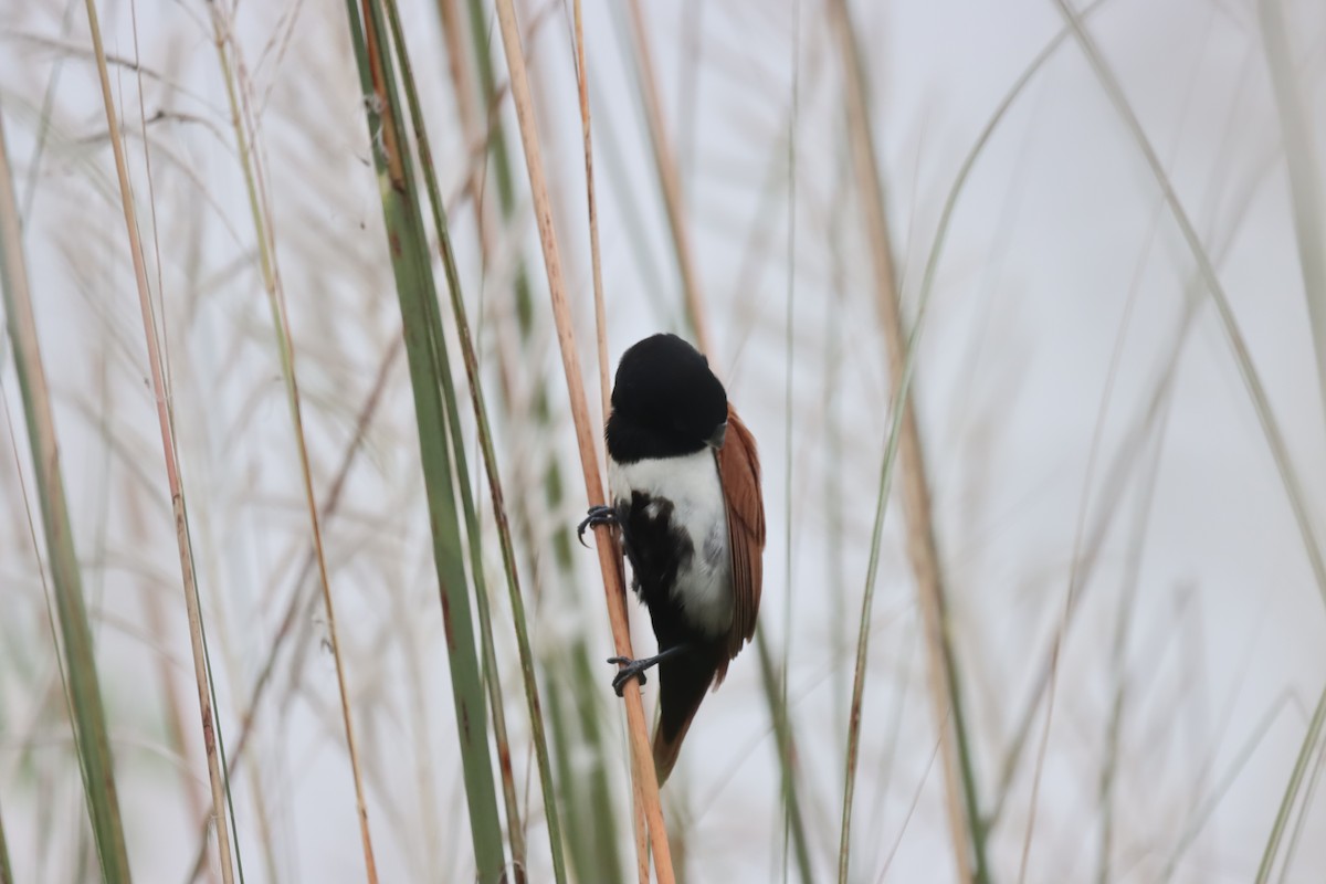 Tricolored Munia - ML642643618