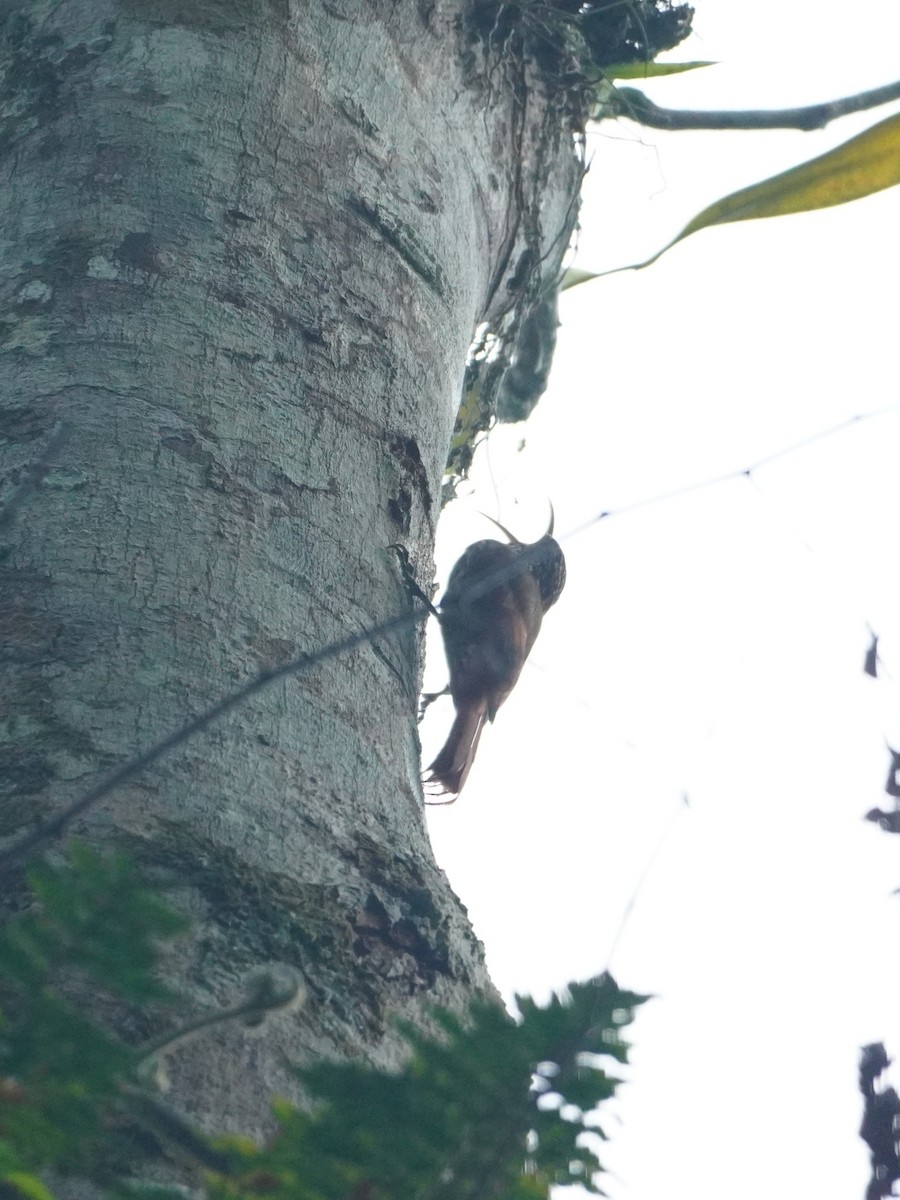 Streak-headed Woodcreeper - ML642643629