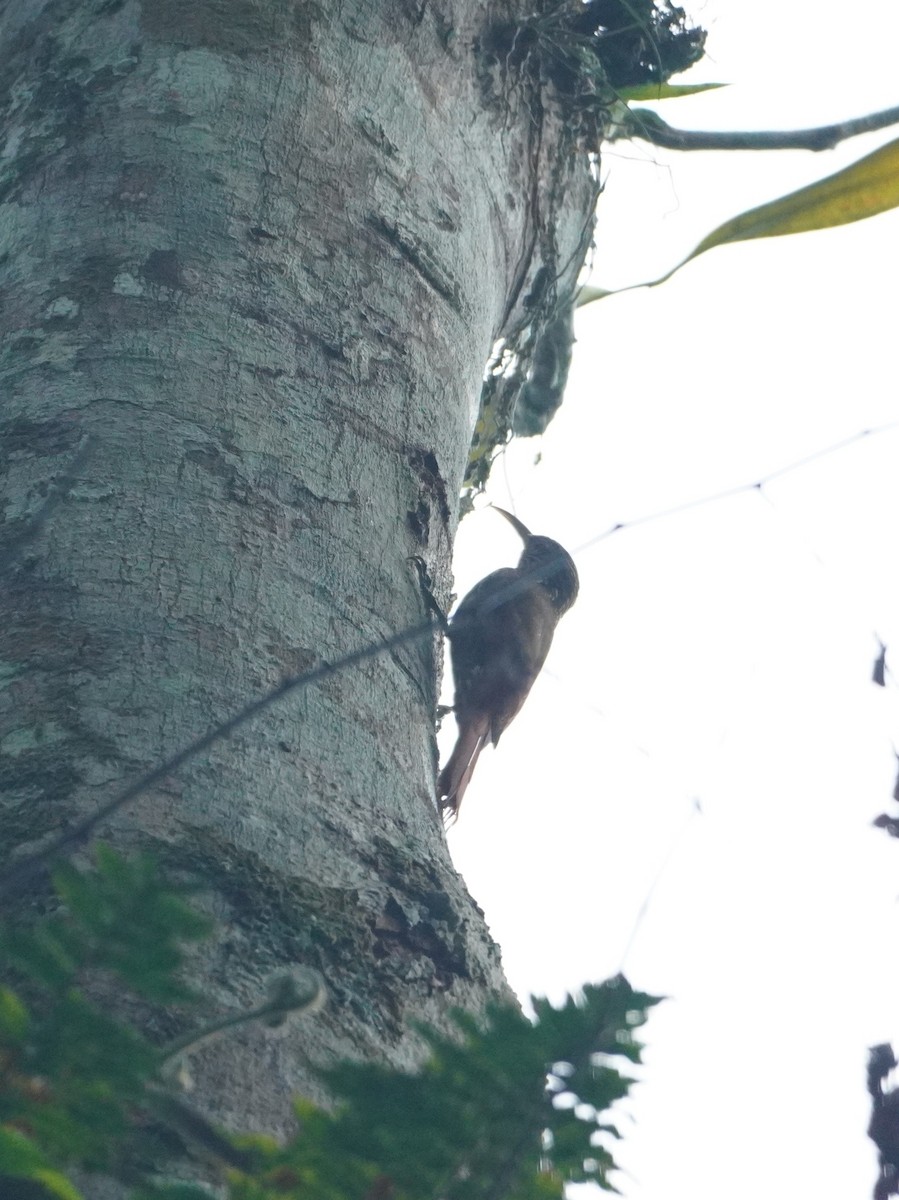 Streak-headed Woodcreeper - ML642643630