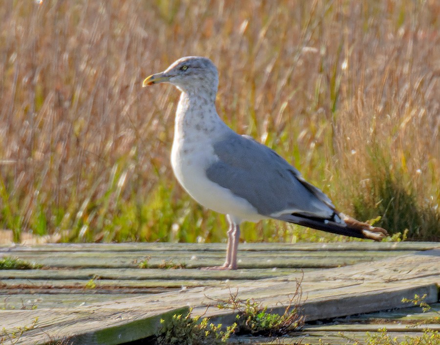 American Herring Gull - ML642643640
