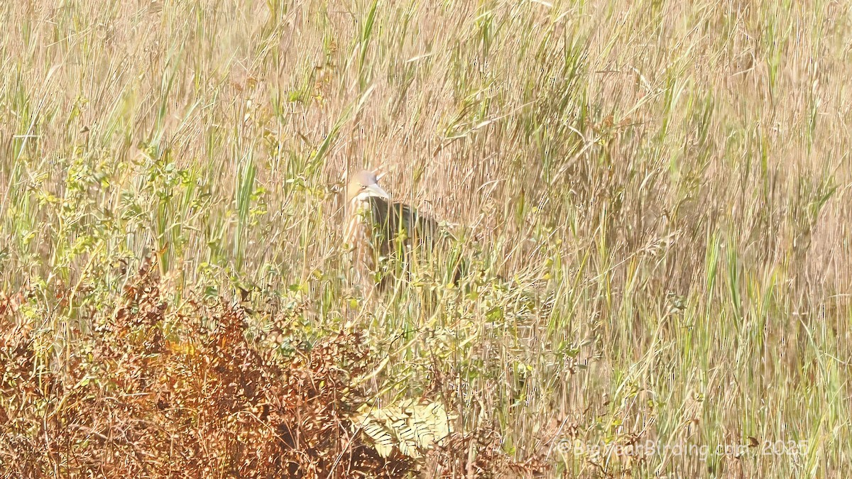 American Bittern - ML642643642