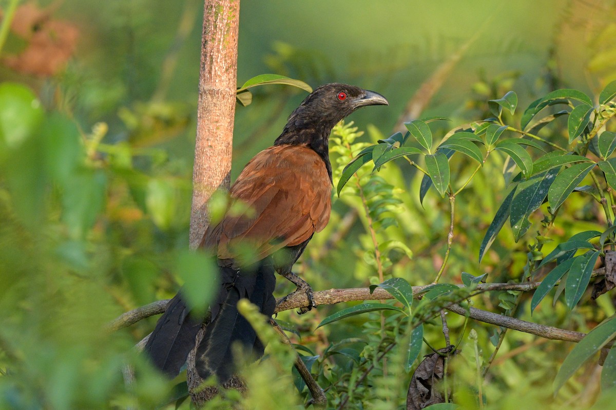 Greater Coucal - ML642643650