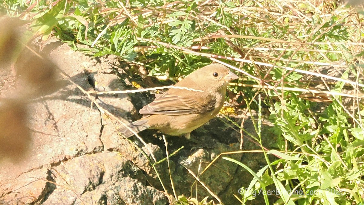 Indigo Bunting - ML642643651