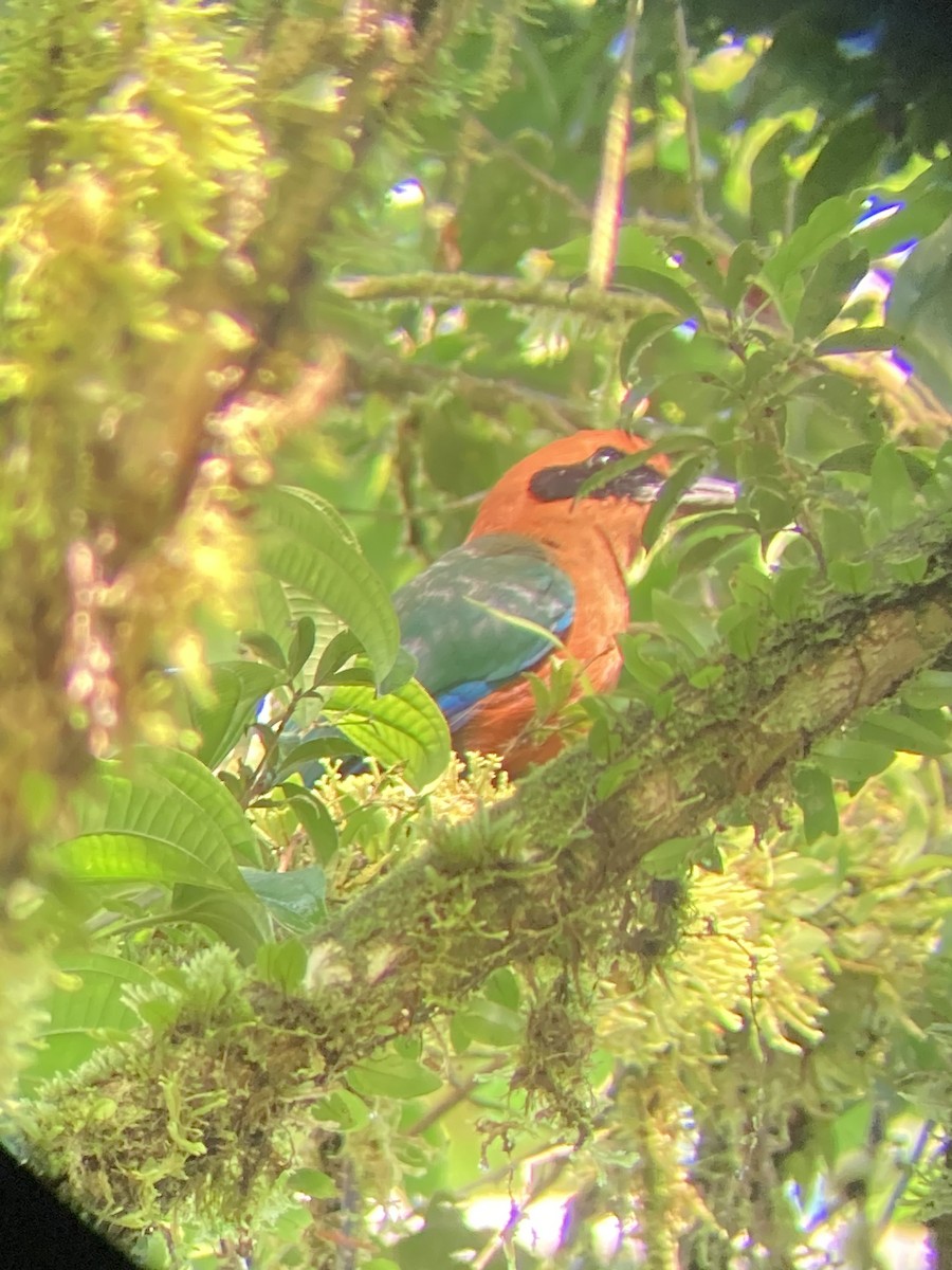 Rufous Motmot - ML642643652