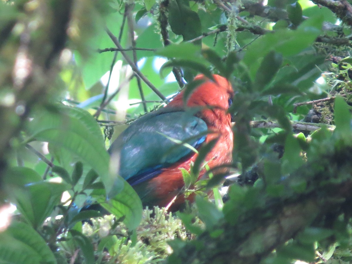 Rufous Motmot - ML642643654