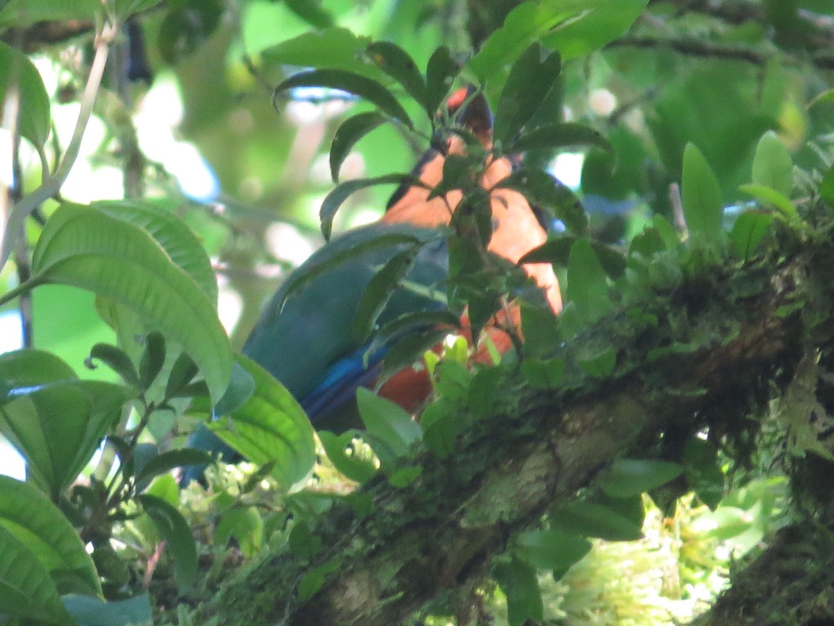 Rufous Motmot - ML642643655